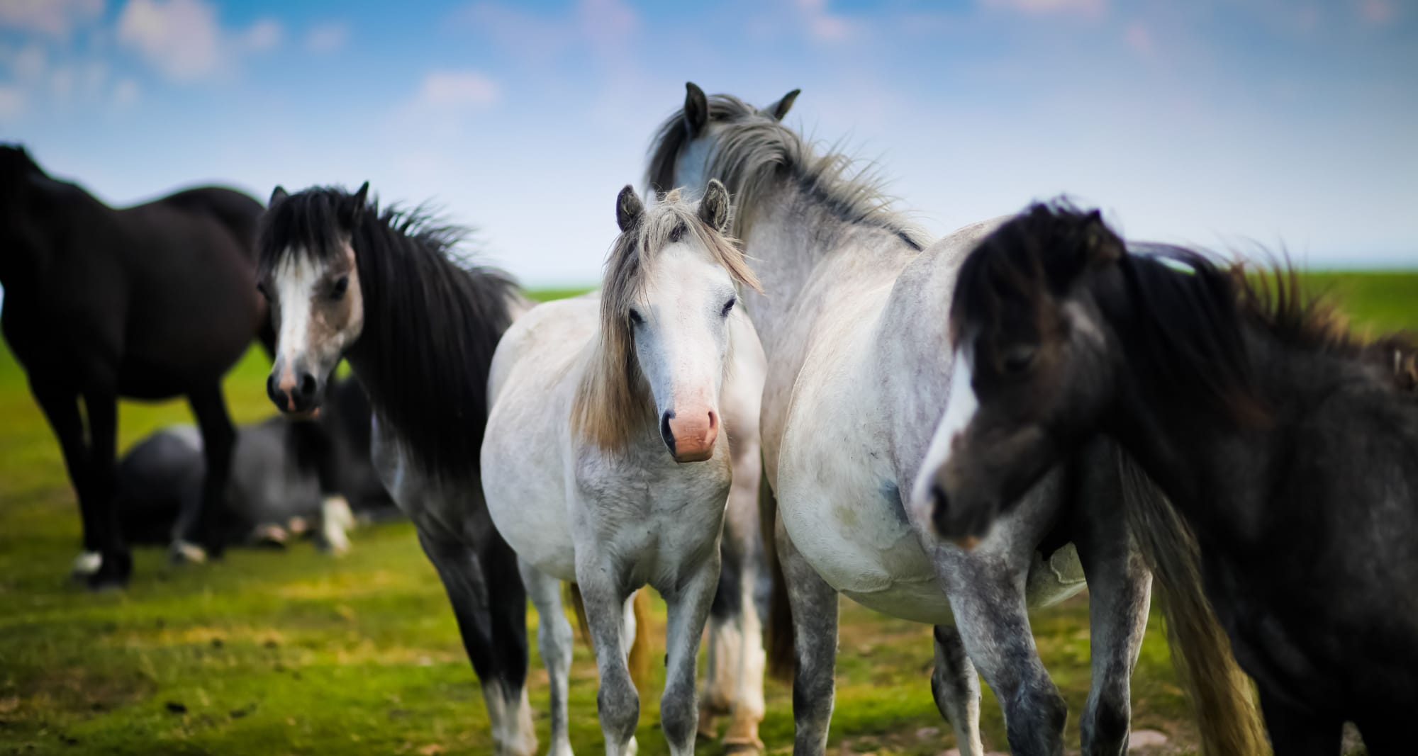 Horses Buying Sharing Loans Leasing Care Lawdocs4all Com