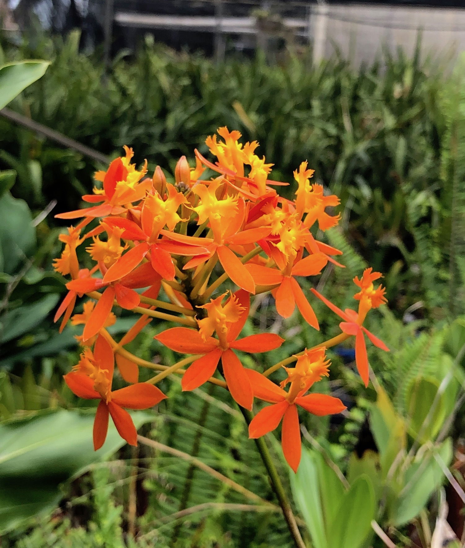 Our ULTIMATE Guide for Epidendrums! (Crucifix Orchids)