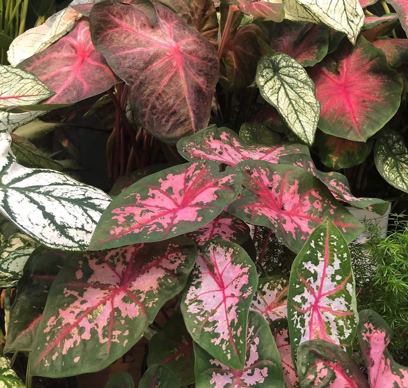 Our Care Guide for Healthy Caladiums (Heart of Jesus