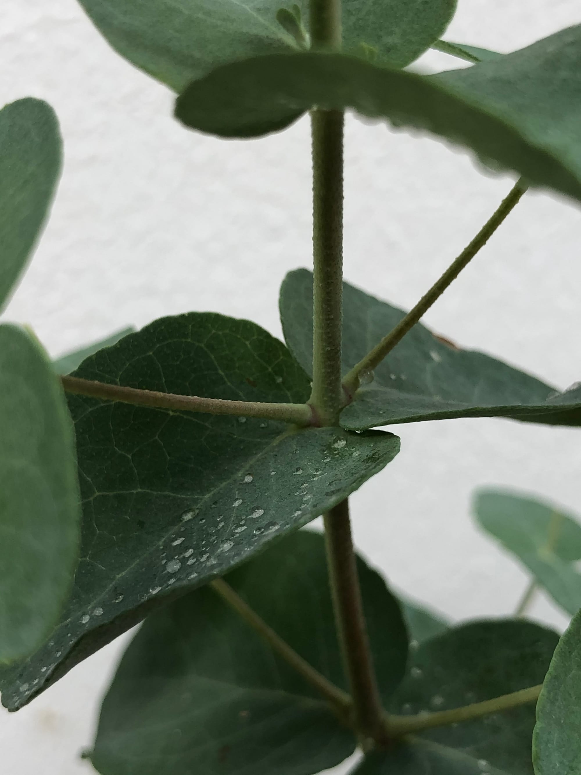 Where To Find Eucalyptus: A Comprehensive Guide For Every Need