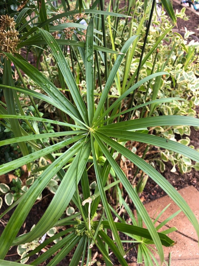 Growing Indoor Papyrus! (CareGuide)