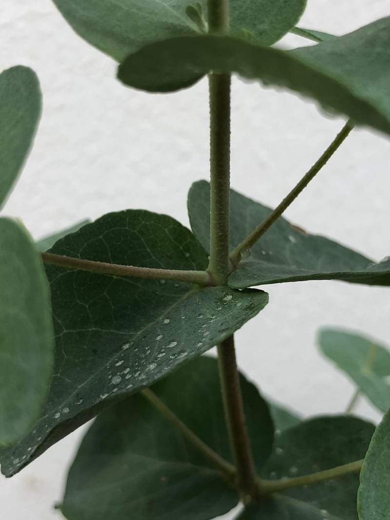 Care-Guide for Indoor Eucalyptus! (Gum Trees)