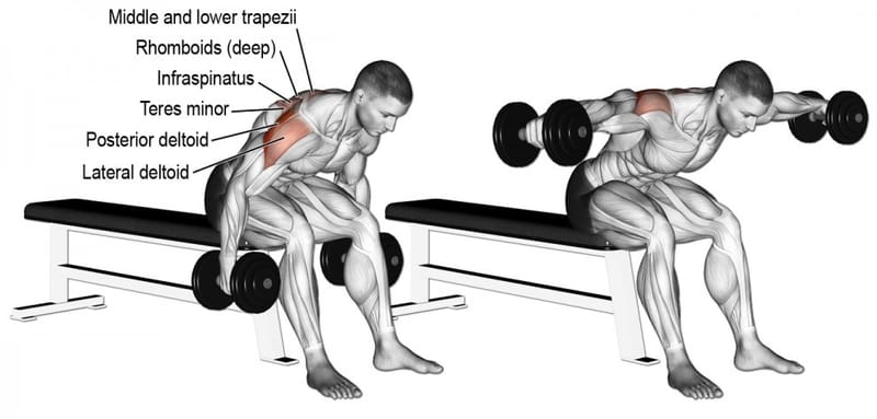 5 Exercises to Improve Posterior Deltoid Strength
