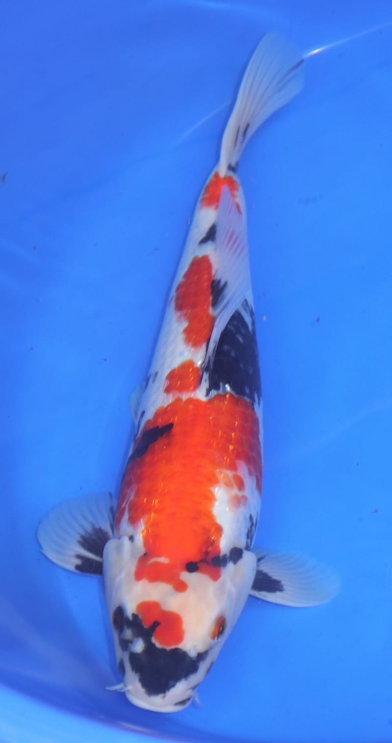 Showa Nisai Koda + Certificate of Origin - Howie Koi Dorset