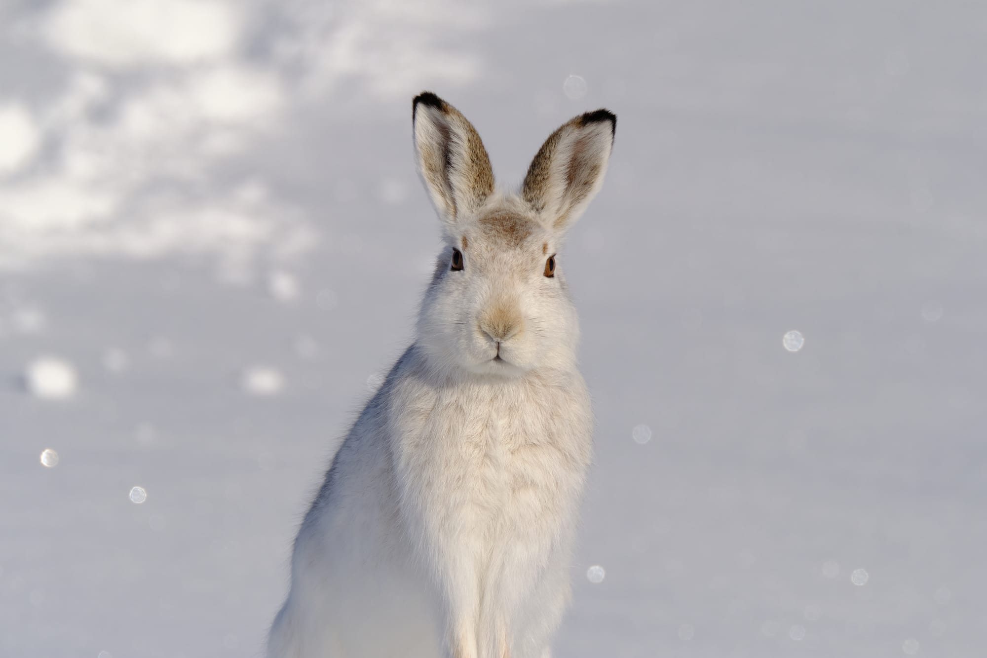 Mountain Hare Photography, Cairngorms